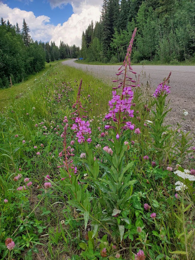 01-chamaenerion-angustifolium